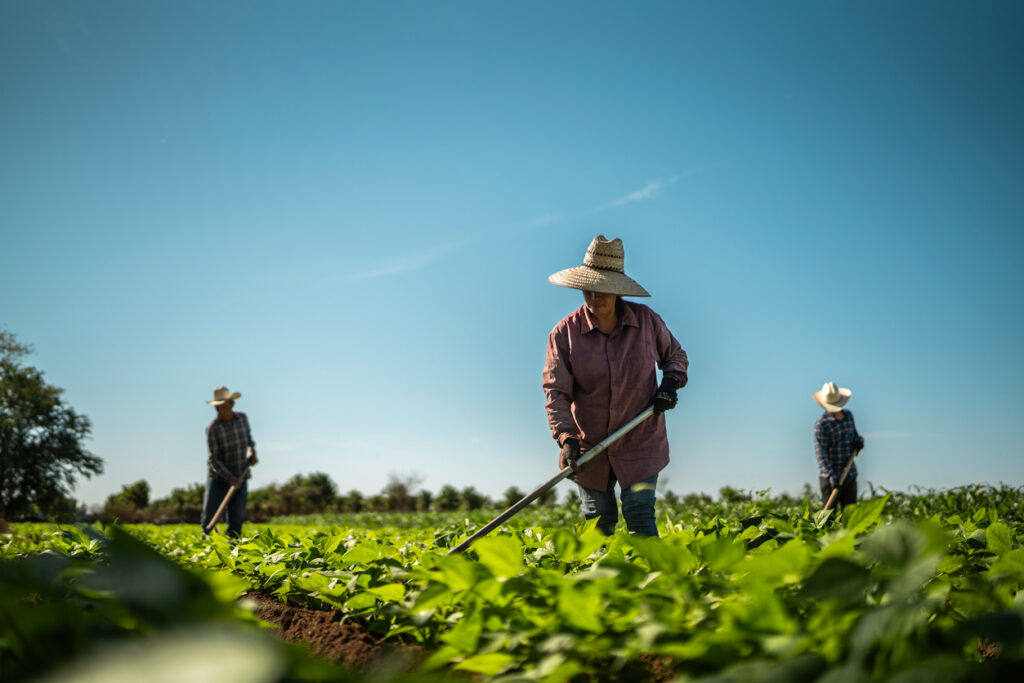 Putting agricultural innovation to work in Latin America: Three farmers on how they are building a more food-secure future