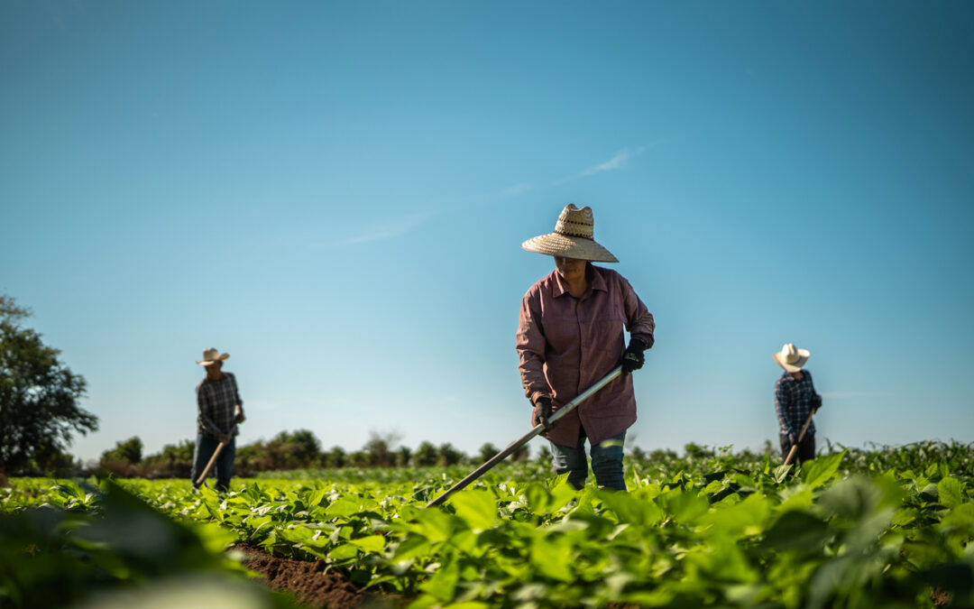 Putting agricultural innovation to work in Latin America: Three farmers on how they are building a more food-secure future